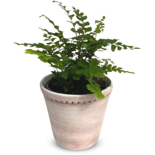 Fern - 4 Inch In Scalloped Pot