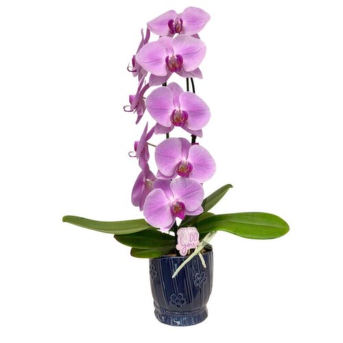 Orchid - Cascade, Potted In Ceramic