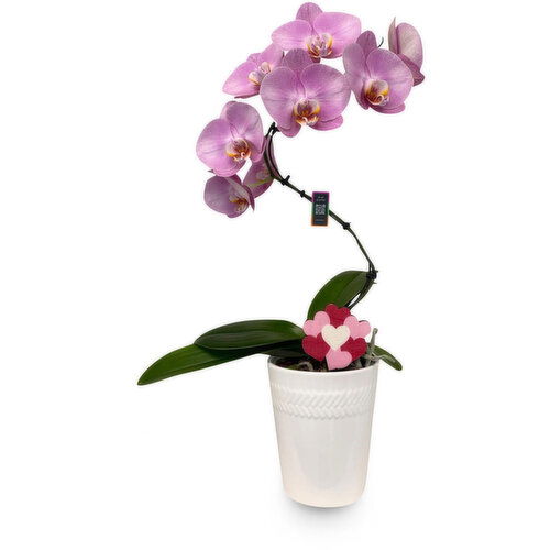 Tango Orchid - In Ceramic