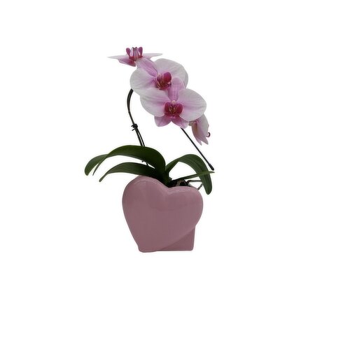 Orchid - Little Sawn
