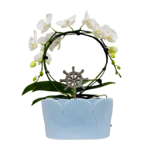 Orchid - Infinity Circle Duo With Pick