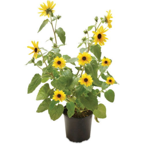 Sunfinity - Sunflower 1 Gallon