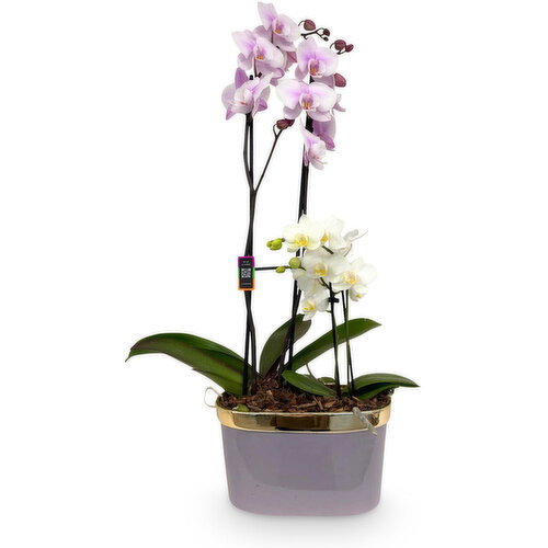 Orchid - Magnifica & Piccola Duo