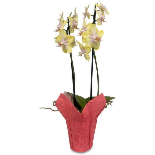 Piccola - Orchid Plant 3 Inch