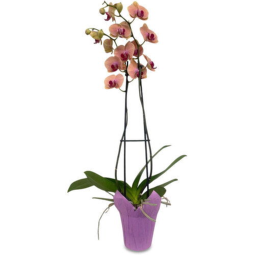 Magnifica - Orchid Plant 5 Inch