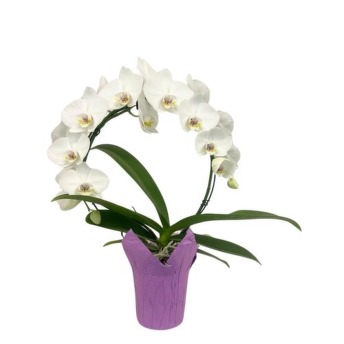 Orchid - Infinity Circle in Sleeve Plant, 6 Inch