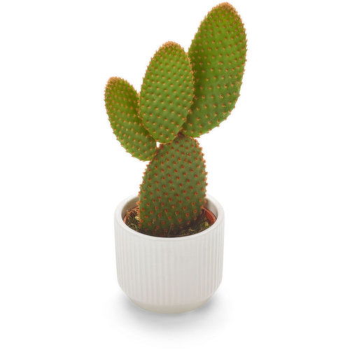 Cactus - 2 Inch In ceramic