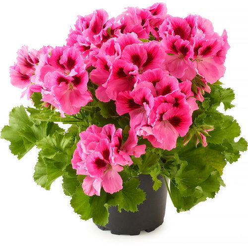 Pelargonium - Flowering Planter 6in