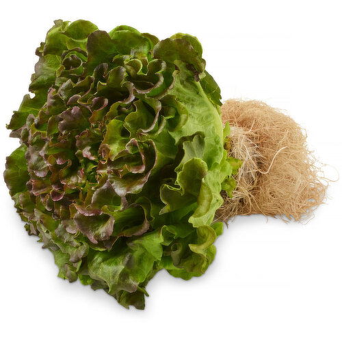 Inspired Greens - Living Lettuce Red Batavia