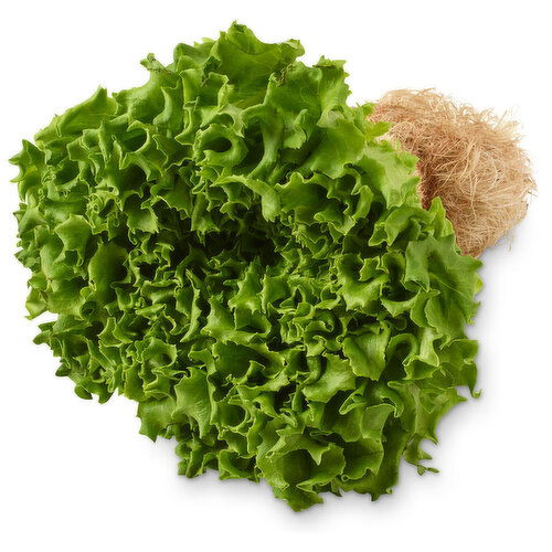 Inspired Greens - Green Batavia Living Lettuce