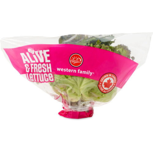 Western Family - Living Lettuce Red Batavia