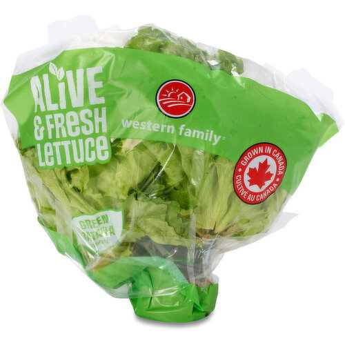 Inspired Greens - Green Batavia Living Lettuce
