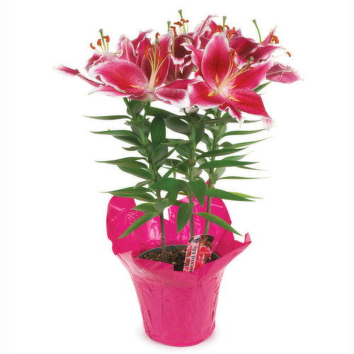 Oriental Lily - Potted, 6 inch