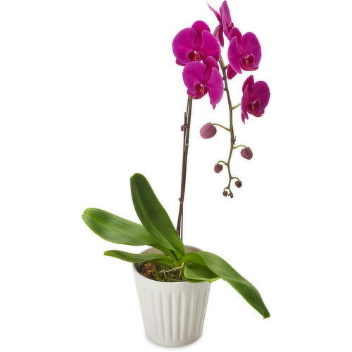 Phalaenopsis Orchid - Assorted Orchid in Ceramic Pot