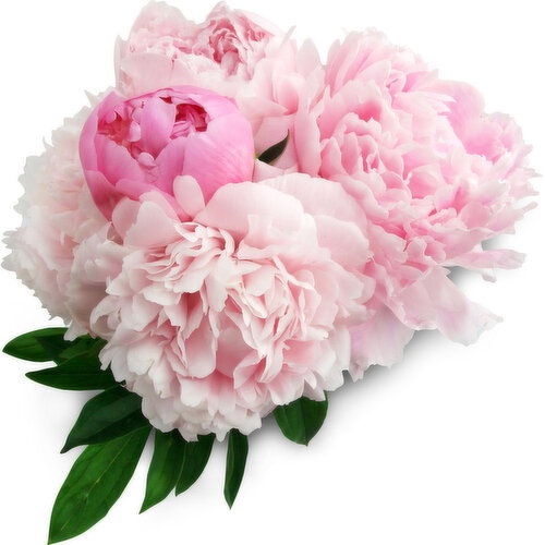 Peonies - Cutted
