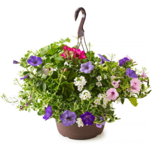 Hanging Basket - Mixed Flowers, Fresh 12In