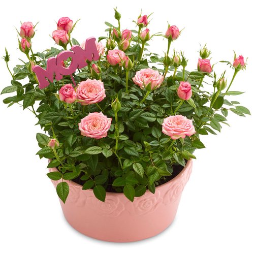 Mini Roses - in a Ceramic Rose Embossed Pot 4IN