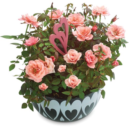 Mini Roses - Modern Love - Ceramic Hearts Planter 8inch