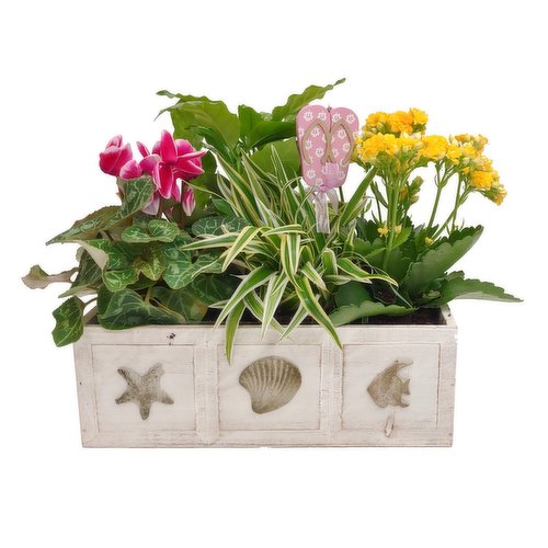 Save-On-Foods - Floral - Seaside Planter