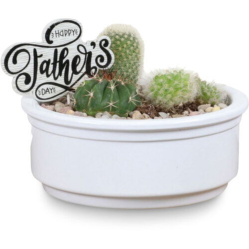 Cactus - Ceramic Planter 6in