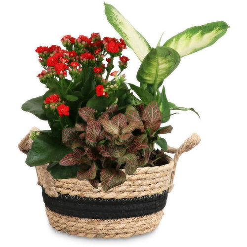 Basket Planter - Flowering Assorted 7 Inch