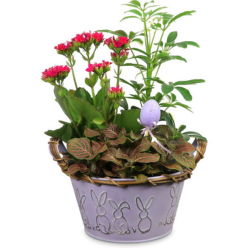 Easter - Bunny Planter. Assorted Spring Plants 7In