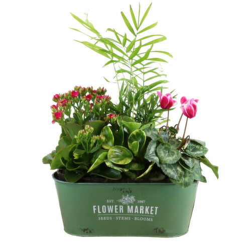 Potted Plants - Flower Market Planter 6x11