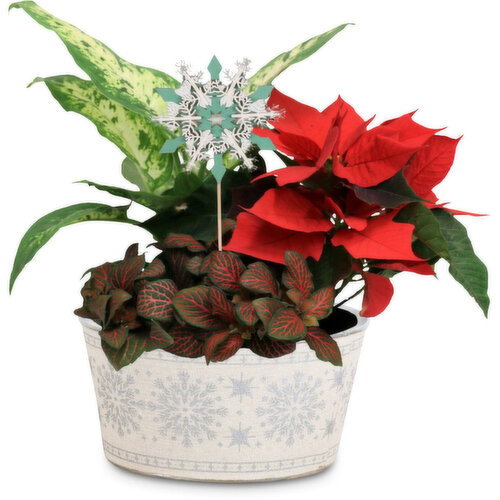 Snowstar - Christmas Planter 7 Inch