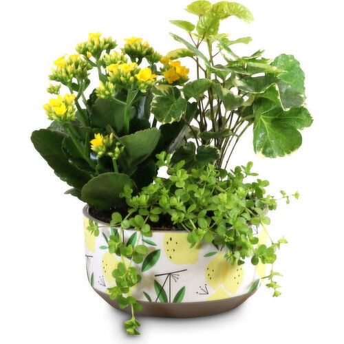 Flowering Garden - Lemon Planter, 8in