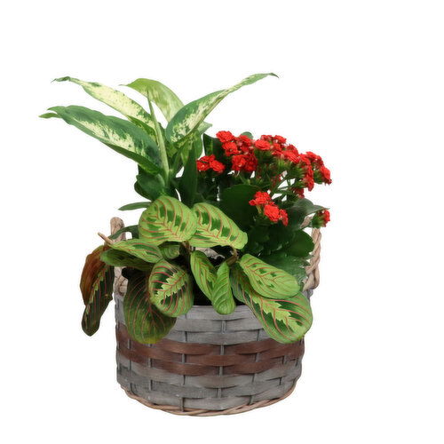 Planter - Brown Band Basket With Plants 7 Inch