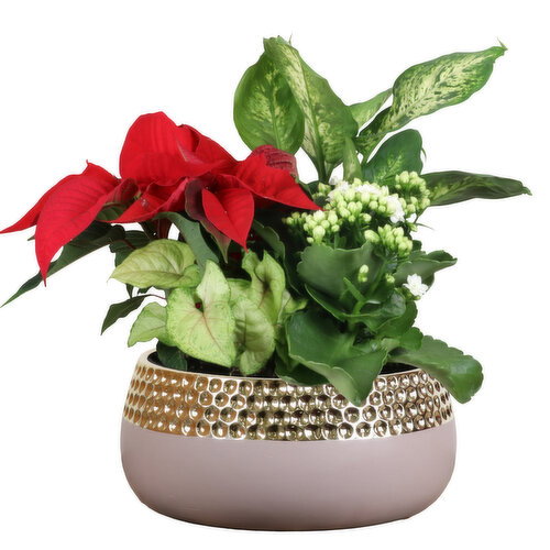 Save-On-Foods - Charlotte Planter, 8 Inch
