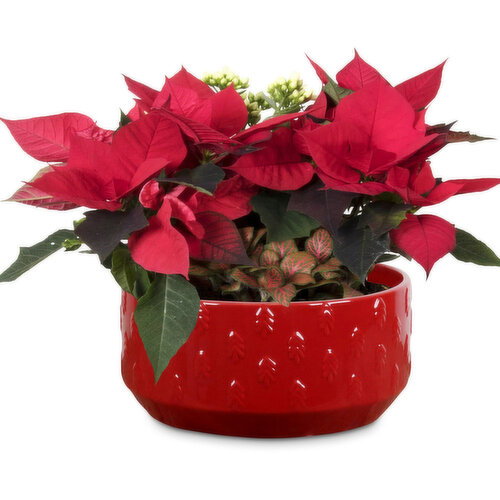 Planter - Scarlett Pot 8 Inch
