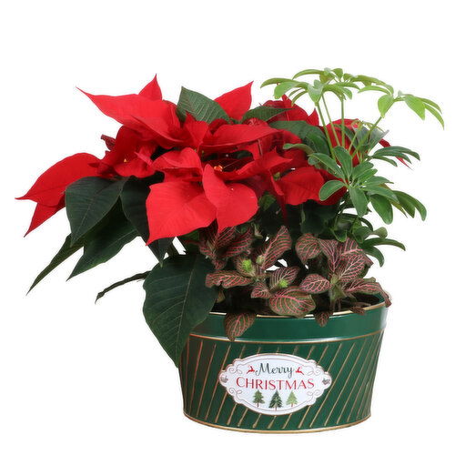 Poinsettia - Christmas Assorted Planter 7 Inch