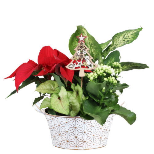 Save-On-Foods - Embossed Stars Planter, 8 Inch