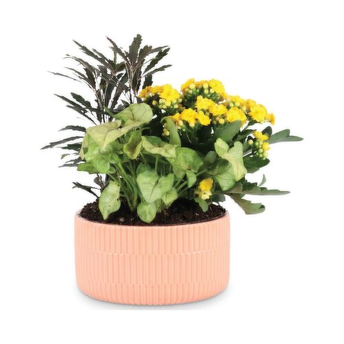 Tropicals - Summer Emboss Dish Garden, 7 Inch
