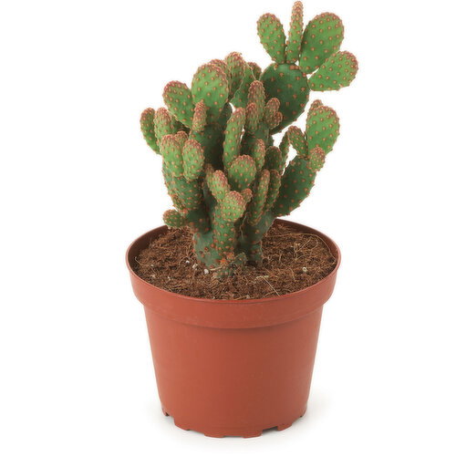 Cactus - Potted, Assorted Varieties, 4 Inch