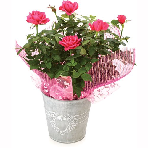 Mini Rose - Rustic Heart Lace Pot 6in