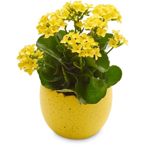 Seasonal Flowers - Ceramic Egg Pot