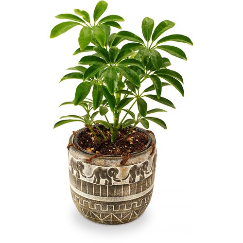 Safari Elepant - Ceramic Planter, 4in