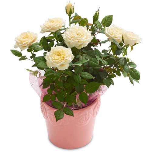 Mini Roses - Embossed Ceramic Drop In Planter 8 in