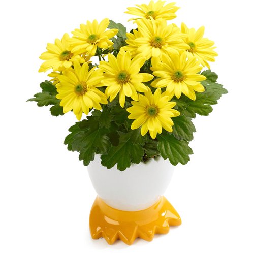 Seasonal Flowering - In Ceramic Duck Fioot Pot 4in