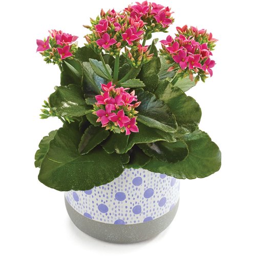 Seasonal Flowering - In Spring Dots Ceramic Pot 4In