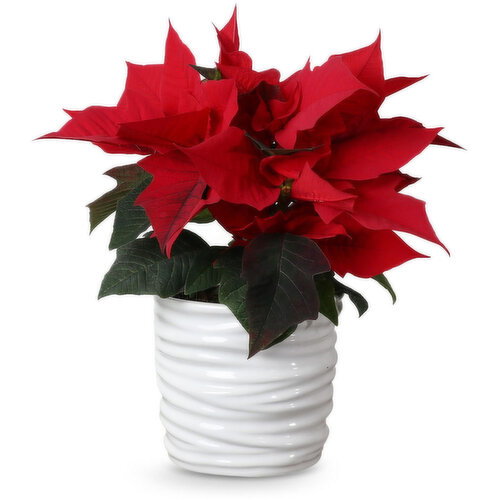 Plant - Flower In White Ceramic