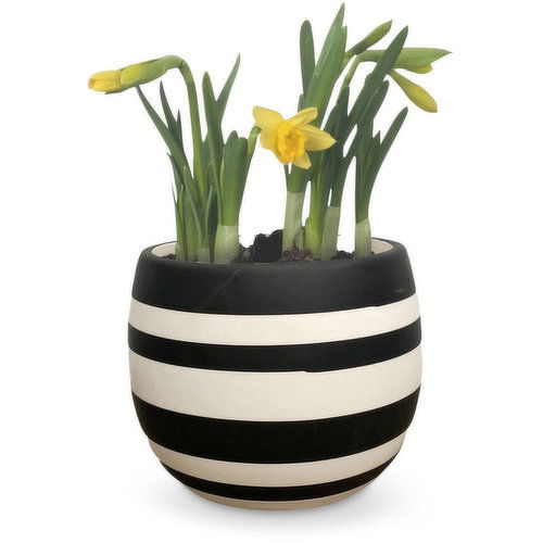 Planter - Black Lines Pot, 4 inch