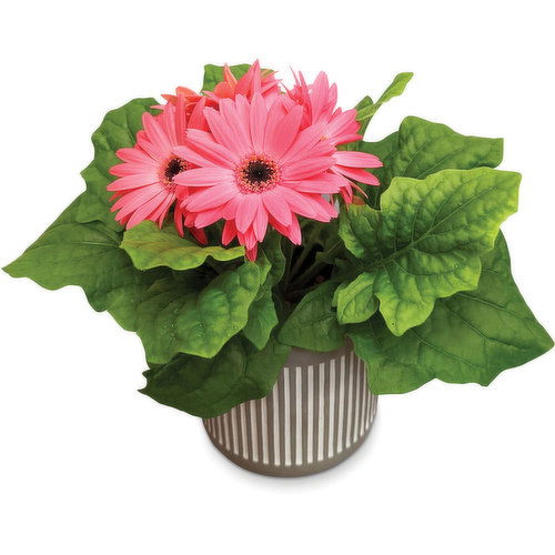 Gerbera - In Vertical Lines Pot