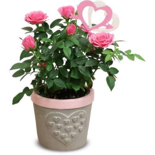Mini Rose - Ceramic Pot Planter 4inch