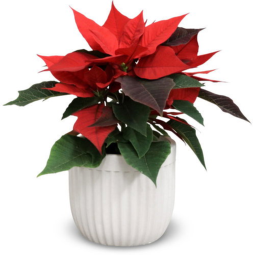 Poinsettia - In a Vertical Lines Pot 4 inch