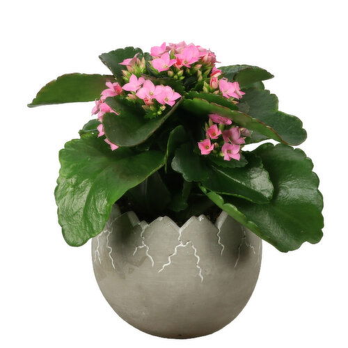 Cement - Egg Pot and Flower 4 Inch