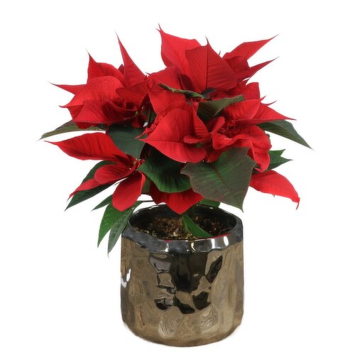 Potted Plants - Silver Cut Pot 4In