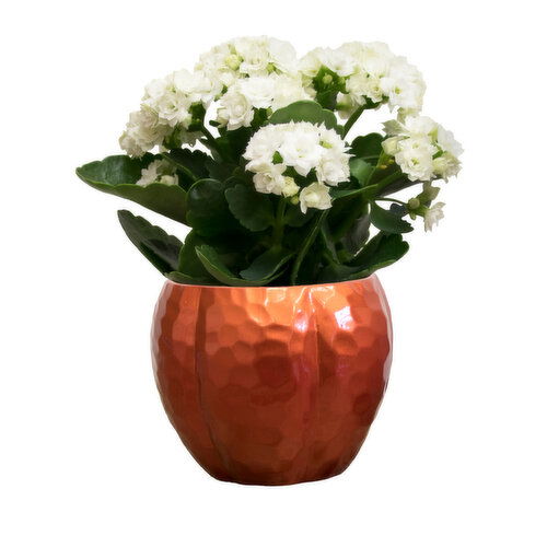 Flowering Plant - In Lisa Pumpkin Ceramic Pot 2 Inch